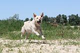 LABRADOR 043